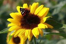 Sonnenblume-Distelfalter-035.jpg